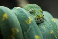 Image de l'élément